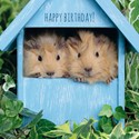 Pet Pawtrait Card - Peeping Pigs - (Birthday Card)