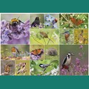 Rectangular Jigsaw - RSPB - Bird & Wildlife