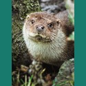 Animal Blank Card - Otter