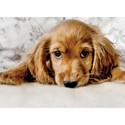 Animal Blank Card - Pup In A Slump