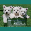 Animal Birthday Card - Trio Of Westie Pups