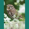 Animal Birthday Card - Little Owl