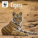 WWF Tigers Wall Calendar 2025 (PFP)