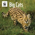 WWF Big Cats Wall Calendar 2025 (PFP)