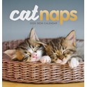 Cat Naps Easel Calendar 2025 (PFP)