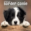 Border Collie Puppies Mini Wall Calendar 2025 (PFP)