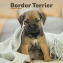 Border Terrier Puppies Mini Wall Calendar 2025 (PFP)