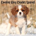 Cavalier King Charles Spaniel Puppies Mini Wall Calendar 2025 (PFP)