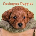 Cockapoo Puppies Mini Wall Calendar 2025 (PFP)