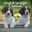 English Springer Spaniel Puppies Mini Wall Calendar 2025 (PFP)