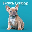 French Bulldogs Mini Wall Calendar 2025 (PFP)