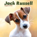 Jack Russell Puppies Mini Wall Calendar 2025 (PFP)