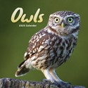 Owls Mini Wall 2025 (PFP)