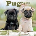 Pug Puppies Mini Wall Calendar 2025 (PFP)
