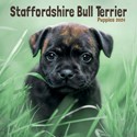 Staffordshire Bull Terrier Puppies Mini Wall Calendar 2025 (PFP)