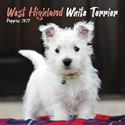 West Highland White Terrier Puppies Mini Wall Calendar 2025 (PFP)