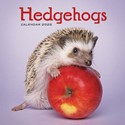 Hedgehogs Wall Calendar 2025 (PFP)