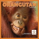 Orangutan Wall Calendar 2025 (PFP)