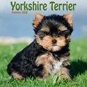 Yorkshire Terrier Puppies Mini Wall Calendar 2025 (PFP)