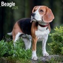 Beagle Wall Calendar 2025 (PFP)