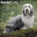 Bearded Collie Wall Calendar 2025 (PFP)