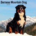 Bernese Mountain Dog Wall Calendar 2025 (PFP)