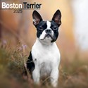 Boston Terrier Wall Calendar 2025 (PFP)