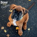 Boxer Puppies Wall Calendar 2025 (PFP)