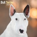 Bull Terrier Wall Calendar 2025 (PFP)