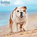 [Bulldog Wall Calendar 2025 (PFP)