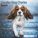Cavalier King Charles Spaniel Wall Calendar 2025 (PFP)