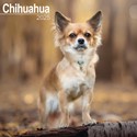 Chihuahua Wall Calendar 2025 (PFP)