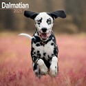 Dalmatian Wall Calendar 2025 (PFP)