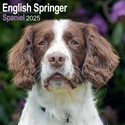 English Springer Spaniel Wall Calendar 2025 (PFP)