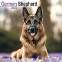 German Shepherds Wall Calendar 2025 (PFP)