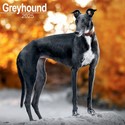 Greyhound Wall Calendar 2025 (PFP)