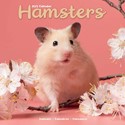 Hamsters Wall Calendar 2025