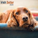 Irish Setter Wall Calendar 2025 (PFP)