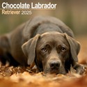 Labrador Retriever Chocolate Wall Calendar 2025 (PFP)