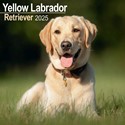 Labrador Retriever Yellow Wall Calendar 2025 (PFP)