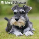 Miniature Schnauzer Wall Calendar 2025 (PFP)