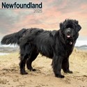 Newfoundland Wall Calendar 2025 (PFP)