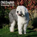 Old English Sheepdog Wall Calendar 2025 (PFP)