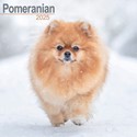 Pomeranian Wall Calendar 2025 (PFP)