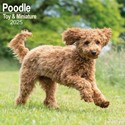 Poodle Toy & Miniature Wall Calendar 2025 (PFP)