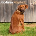Rhodesian Ridgeback Wall Calendar 2025 (PFP)