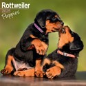Rottweiler Puppies Wall Calendar 2025 (PFP)