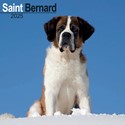 Saint Bernard Wall Calendar 2025 (PFP)