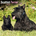 Scottish Terrier Wall Calendar 2025 (PFP)