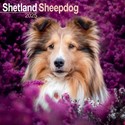 Shetland Sheepdog Wall Calendar 2025 (PFP)